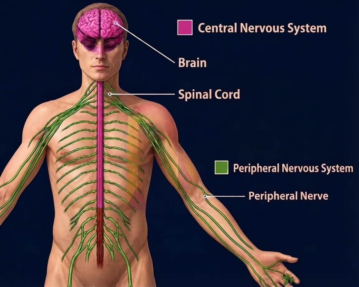 nervous system